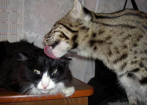 中国篮球训练系统的可持续发展评价模型构建，我国篮球运动训练的指导思想