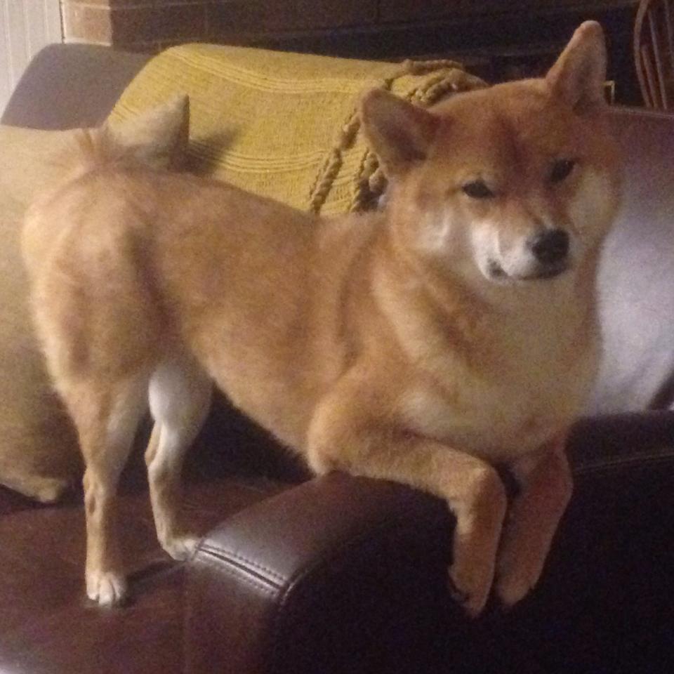 中国足球后备人才培养新路径,中国足球培养体系